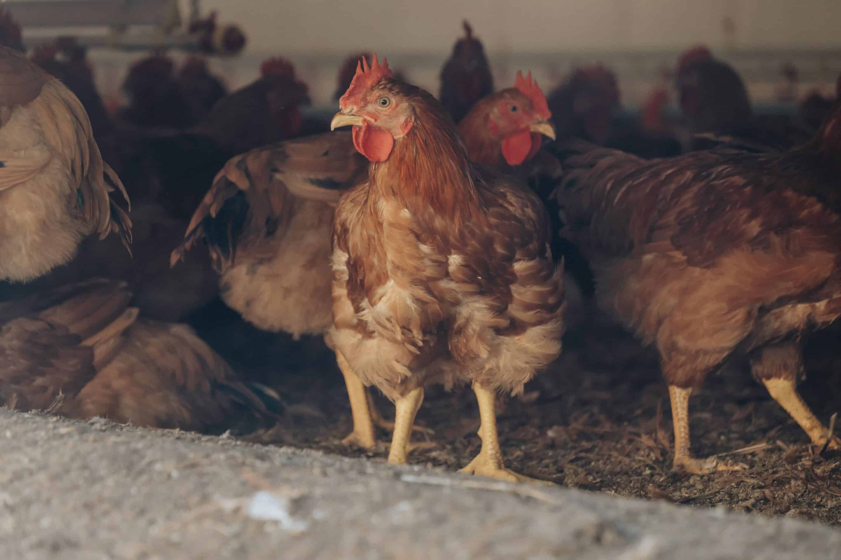 gallines_main (1)